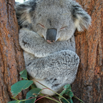 Wyprawa Australia