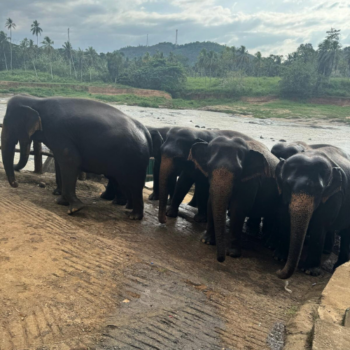 Wyprawa Sri Lanka
