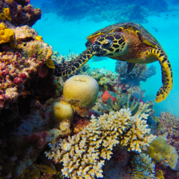 Wyprawa Australia