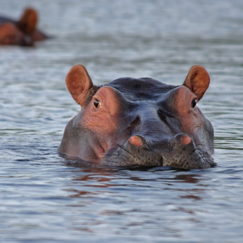 Botswana