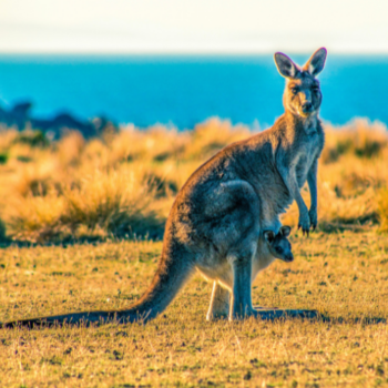 Wyprawa Australia