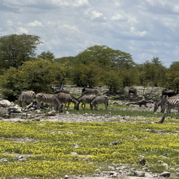 Safari w Paru Etosha