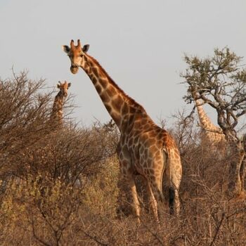Wyprawy Namibia